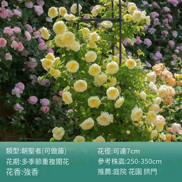 青禾園藝-朝聖者薔薇花種子（MG-16）黃色大花爬藤玫瑰種子庭院陽台門拱籬笆灑下就能活懶人觀賞花海種子Rose#自留種