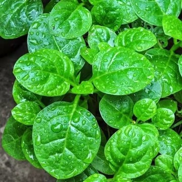 🥬皇宮菜種子｜今年新種大葉木耳菜 落葵種子 紫紅大葉木耳菜 四季高鈣易種 陽台盆栽田園蔬菜種籽