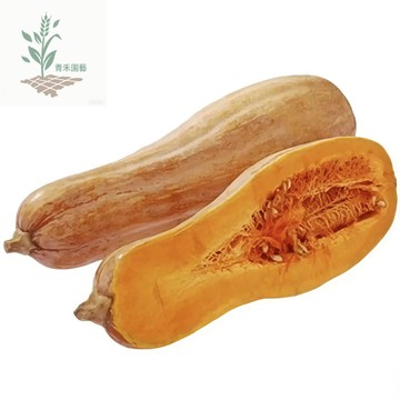 青禾園藝（金瓜種子）kim-kue 南瓜種子大全 貝貝南瓜金香南瓜香芋南瓜~四季高產蔬果種#台灣自留種