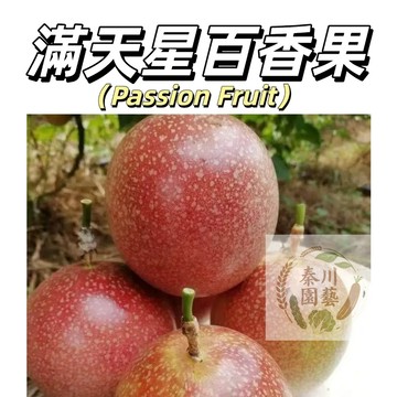 嘉義現貨（滿天星百香果種子BXG-5）水果之王~ 台灣本土老品種高產耐高溫超甜新手四季播種爬藤水果種子
