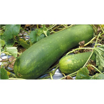 【拈花微笑】冬瓜｜種子｜12粒｜非基因改造種子｜蔬菜｜蔬果｜有機無毒｜高發芽率