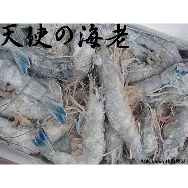 天使の海老1kg(30〜40尾)　天使　海老　えび　エビ