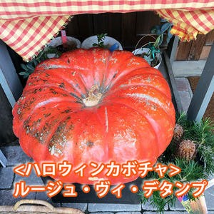 ハロウィン かぼちゃ カボチャ 生かぼちゃ ルージュヴィデタンプ 小 2