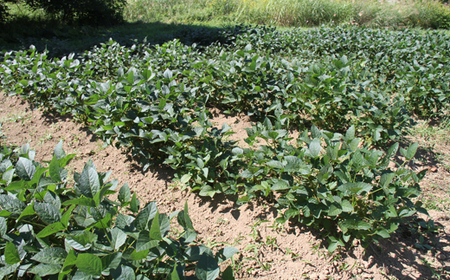 「ドレッシング豆３種類セット」  味付き 栽培期間中農薬不使用