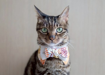 【和服・きもの系列】寵物領巾 貓咪/狗狗 和風 女生款 - 橙色