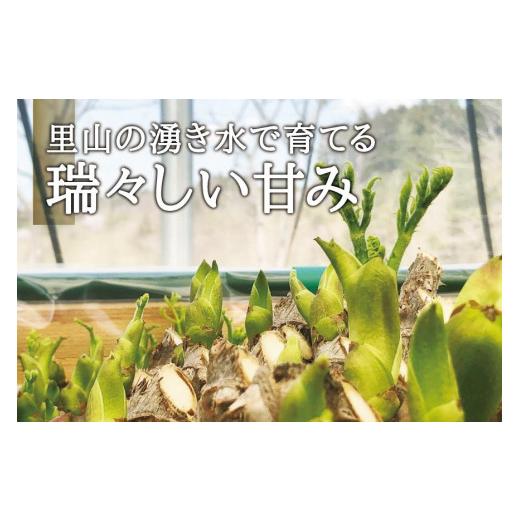 ふるさと納税 宮城県 角田市 [宮城県角田市産]産地直送 朝採れ山菜　タラの芽　500g