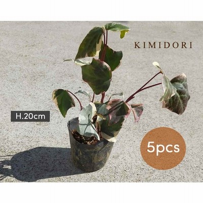 ヘデラ バリエガータ アイビー 9cmポット 苗 植木 庭木 観葉植物 斑入り カナリエンシス おしゃれ 鉢植え ベランダ ガーデニング 玄関 丈夫 初心者 通販 Lineポイント最大get Lineショッピング