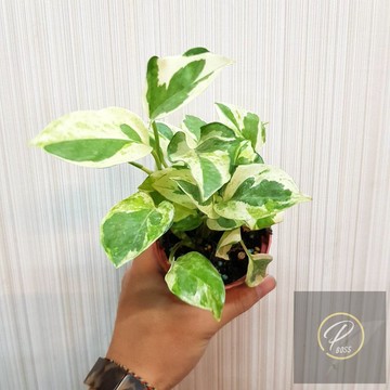 P老闆園藝~白金葛 3吋盆 6吋吊盆