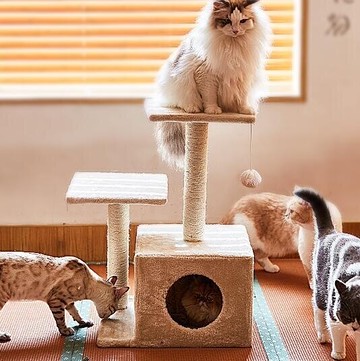 貓跳臺 貓爬架小型天然劍麻雙跳臺貓抓板貓窩貓樹一體創意四季簡易貓架
