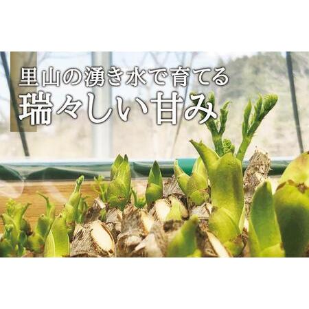 ふるさと納税 [宮城県角田市産]産地直送 朝採れ山菜　タラの芽　500g 宮城県角田市