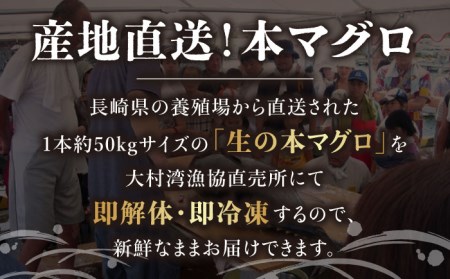 ＜累計19,000件突破＞長崎県産 本マグロ「中トロ」(約700g) まぐろ マグロ 中トロ 鮪 まぐろ マグロ さしみ 刺身 刺し身 マグロ まぐろ 中トロ セット 冷凍 まぐろ マグロ 中トロ  東彼杵町 大村湾漁業協同組合 [BAK012]