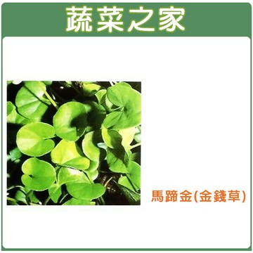 【蔬菜之家】M08.馬蹄金種子(金錢草)(共有4種包裝可選)