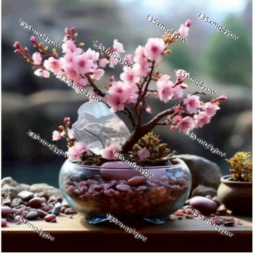 台灣現貨 矮化櫻花種子（50粒）盆栽櫻花 日本品種 四季櫻 陽台花卉 庭園造景 多年生 木本植物 開花樹 迷你櫻花樹種子