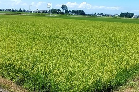 米 450g こしひかり 令和4年 白米 精米 お米 お試し 少量   横山ファーム   富山県 立山町