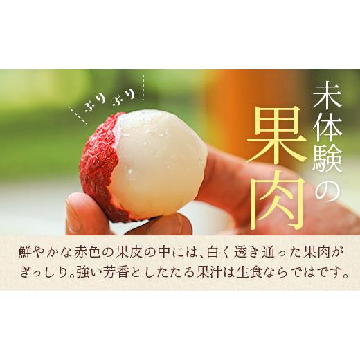 ふるさと納税 宮崎県 新富町 ＜限定100セット＞宮崎県産 生ライチ「至高の紅玉」500g