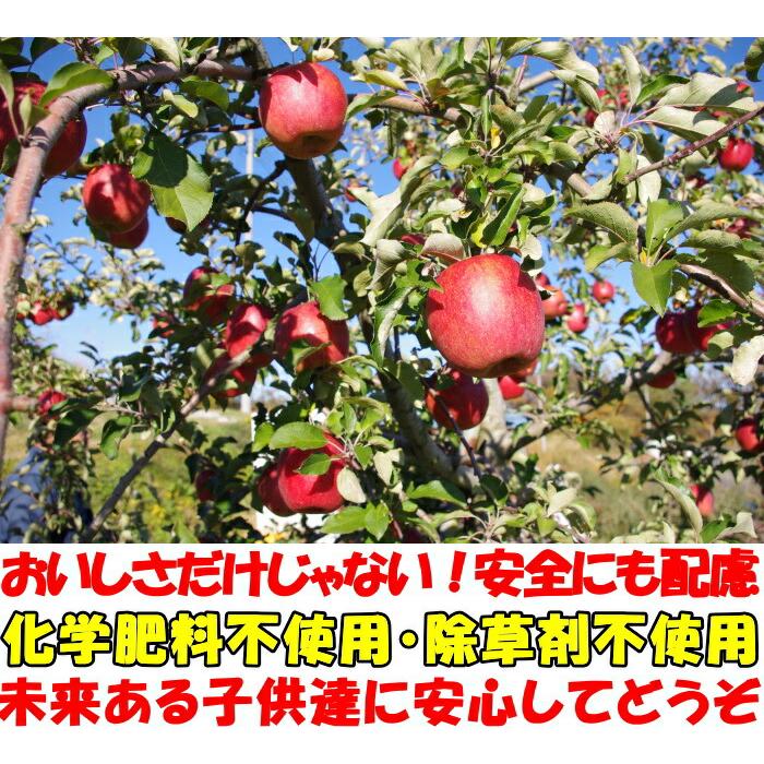 りんご 訳あり ふじ サンふじ 10kg 24〜46玉 糖度 減農薬 エコファーマー 完熟 山形 太田農園 家庭用 林檎