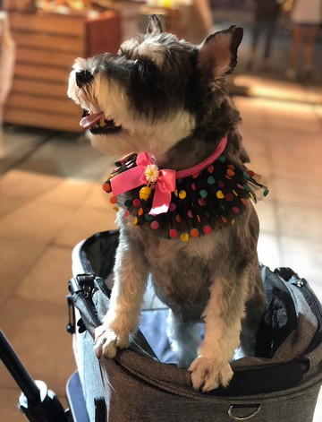 【iC原創】網紗寵物圍兜黑色波點