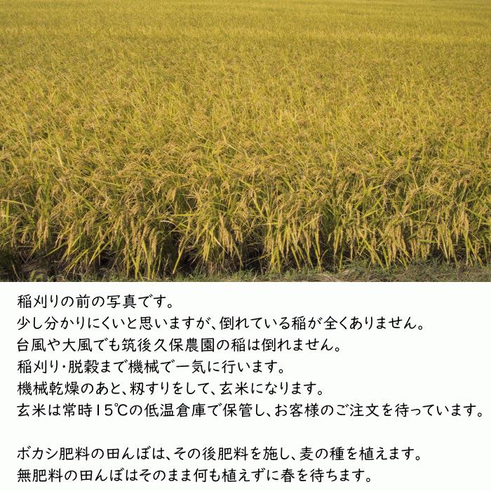 無農薬 無肥料 発芽前玄米10Kg 福岡県産 令和5年度産 元気つくし 0.5分づき米 発芽玄米 筑後久保農園 自然栽培米