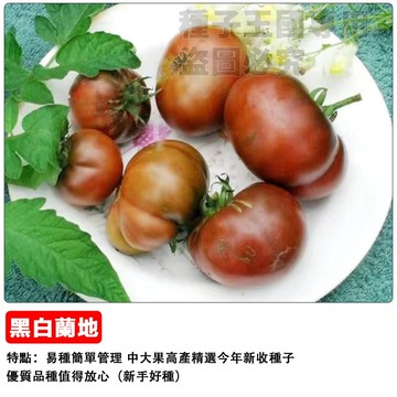 黑白蘭地番茄  盆栽陽台花卉 濃香型觀賞番茄 台灣水果番茄 黑柿仔蕃茄 家庭菜園種子 易種植 開花香味濃郁 新手適合
