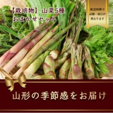 山菜 5品種のおまかせセット(栽培物) 山形県産