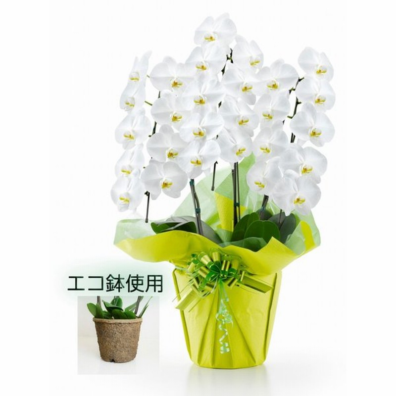 胡蝶蘭 白 3本立ち 大輪 27輪以上 華やか 豪華 ギフト 御祝い 誕生日 開店祝い 出産祝い 当選祝い 引越祝い 花 アレンジ エコ鉢植え 通販 Lineポイント最大0 5 Get Lineショッピング