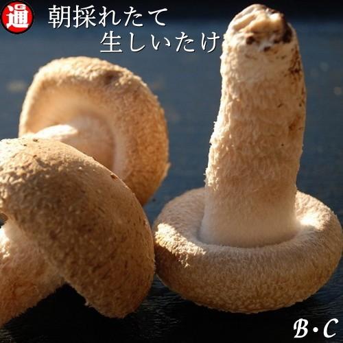 生しいたけ お得なB・C級品 500g 味は一級品 朝採れたて菌床栽培 生椎茸 しいたけ 国産 生しいたけ 野菜 ギフト 業務用