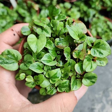 P老闆園藝~斑葉魚腥草 水生植物 濕地 雨林植物 3吋盆