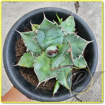 P老闆園藝~龍舌蘭科 岩竜 龍舌蘭 多肉植物 6吋開口盆