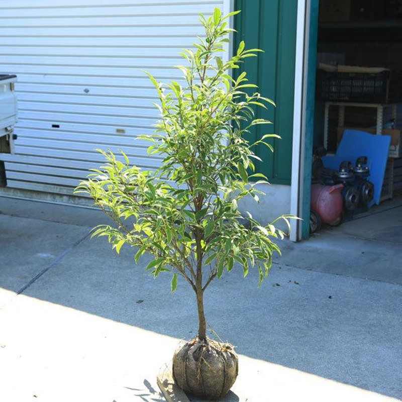 庭木 植木：斑入りサカキ*榊 佐川急便 樹高100ｃｍ | LINEショッピング