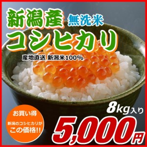 コシヒカリ 無洗米 5000円分（8キロ） 新米 新潟米 お米 新潟産 産地直送 米 コメ お歳暮 自宅用 ギフト 贈答 贈り物