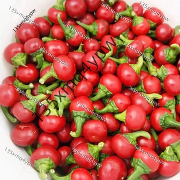 台灣現貨 紅寶石辣椒種子（100粒）紅寶石辣椒紅辣椒印度椒朝天椒菜椒迷你椒種子線椒大金條種子蔬菜香料種子四季種植