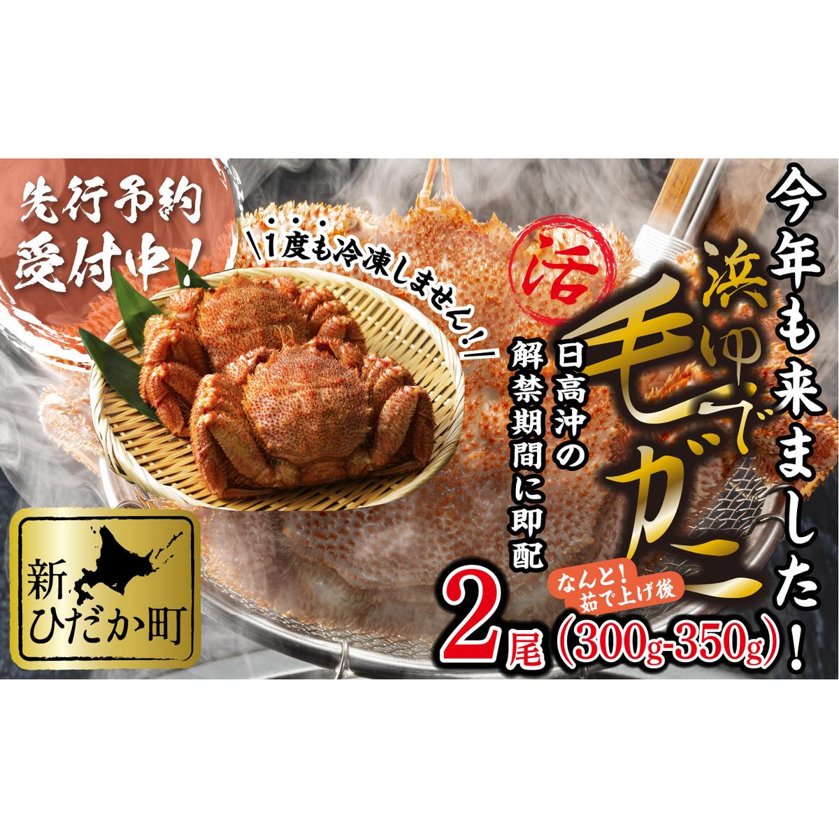 ＜2024年1月から順次発送＞ 北海道産 かに 浜ゆで 毛がに 2尾 計 600g 以上 ＜ 予約商品 ＞ 毛蟹 毛ガニ 北海道 冷蔵 毛蟹 毛ガニ けがに かに 蟹 カニ かに味噌 カニ味噌 新鮮