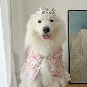 2023寵物新年衣服狗狗中大型犬領巾柯基金毛薩摩哈士奇邊牧圍脖