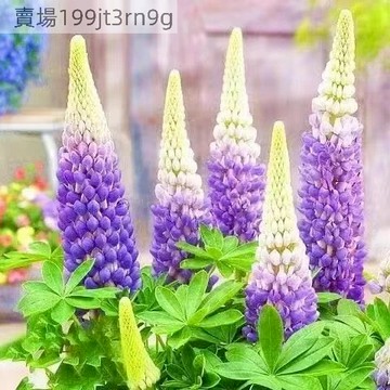現貨 魯冰花種子（150粒）四季種植 好養易活四季播種 魯冰花種子庭院陽臺花卉盆栽 多年生 超低價