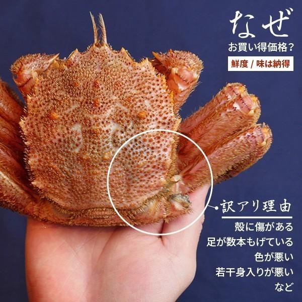 活き毛ガニ 北海道産 カニ 訳あり 300g〜400g前後 3尾 毛蟹 毛がに 姿 活茹で選択可