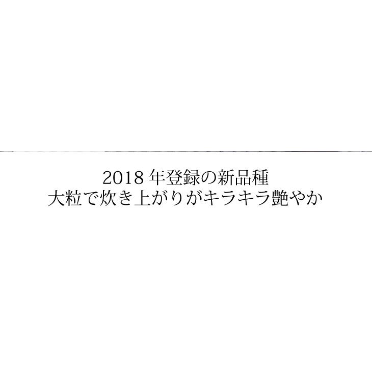 米 25kg お米（5kg×5袋）にじのきらめき 新米 令和5年 栃木県産