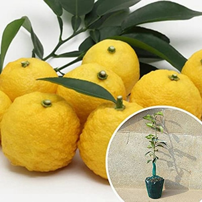 苗 苗木 5本セット 柚子 樹高0 4m前後 15cmポット 苗木 1年生 1本で実がなる 柚子の木 ユズ ゆず 本柚子 本ゆず 接ぎ木 苗 通販 Lineポイント最大0 5 Get Lineショッピング
