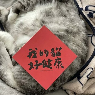 春聯 220磅美術紙  14.5 x 14.5cm  我的貓好健康