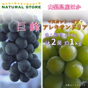 [最短順次発送]   巨峰 マスカットオブアレキサンドリア 各1房 計約 1kg 500g 食べ比べ ぶどう ブドウ 葡萄  夏ギフト 御中元 お中元 秋