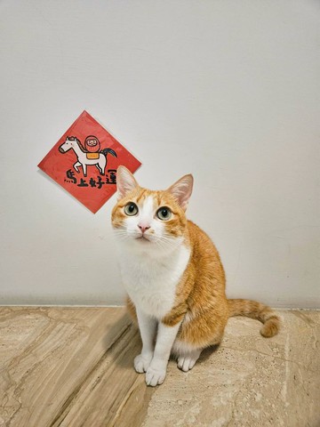 現貨 - 2026馬年斗方春聯 揮春 限量販售