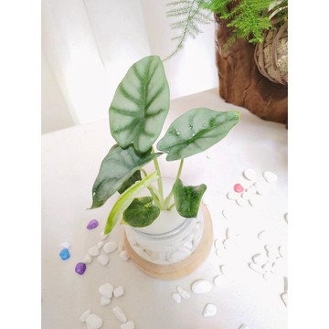 《Kamata🌈》☘️ 銀龍觀音蓮☘️ 水耕盆栽 觀葉植物 室內植物 綠化植物 好養殖~另售「裸株」