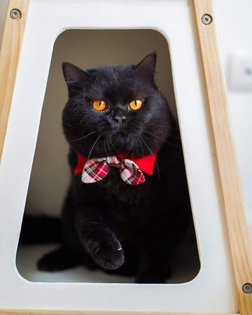 Ella Wang Design Barrymore collars 寵物 啾啾尖領 頸圈