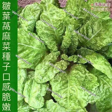台灣現貨 窩麻菜種子（500粒）四季種植 窩鷄菜種籽 葉用萵苣 萵筍葉曲麻菜 春菜四季蔬菜種孑 蔬菜種子