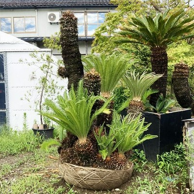 現品お届け ソテツ No 1 本州のみ配送可能 植栽は別途 シンボルツリー 庭 植木 庭木 おしゃれ 藍庭 通販 Lineポイント最大0 5 Get Lineショッピング