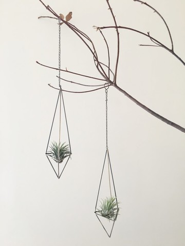 (盆栽) 幾何星球 Geometric Planet (空氣鳳梨 辦公小物)