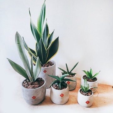 新年虎尾蘭套裝 水泥盆六件套