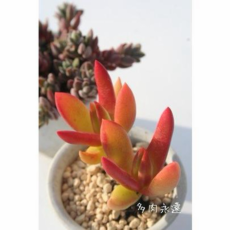 真一郎 多肉植物。赤ちゃん苗30個以上＆セダムs 真一郎様専用 多肉植物。