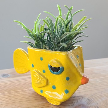 眼神獨特的黃色粒突箱魨陶藝花盆