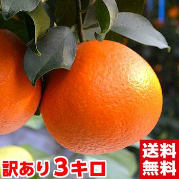 お歳暮 ギフト 愛媛県産 紅まどんな 訳あり3kg