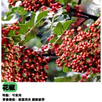花椒種子 大紅袍花椒種子   高產花椒種子 無刺花椒庭院菜園蔬菜香料種子新手種植 播種 籽實 農園 自栽 香料植物 花椒